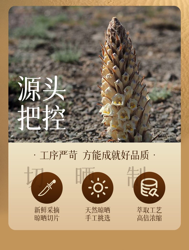 沙漠人参肉苁蓉全科普：拆解基础定义与营养构成，教普通人科学选原浆避坑