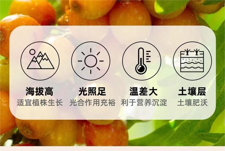甄选天然野生小果沙棘鲜果打浆，众多沙棘原浆品牌里，赤大师沙棘原浆原料为野生小果
