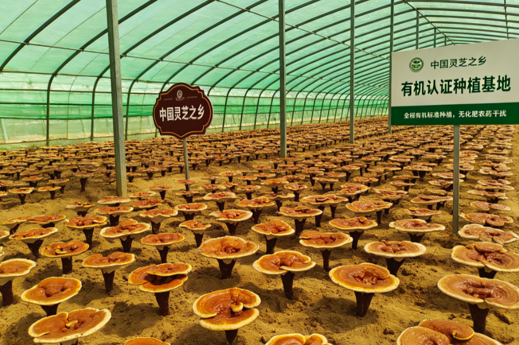 灵芝孢子粉怎么选不踩坑？有机认证+超高三萜，这份测评讲透了