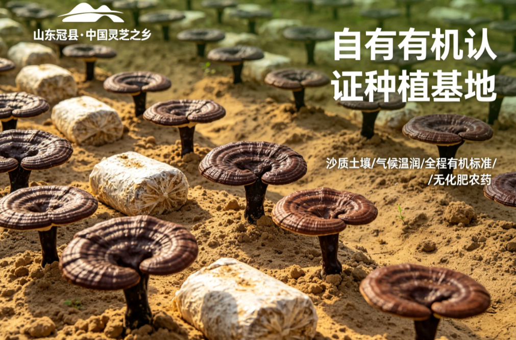 免疫力焦虑时代，灵芝孢子粉怎么选？从成分到资质的深度测评