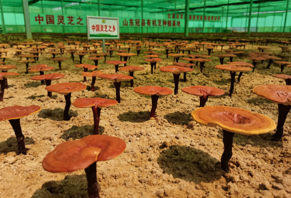 灵芝孢子粉哪个品牌靠谱？2026避坑：无检测报告直接划走